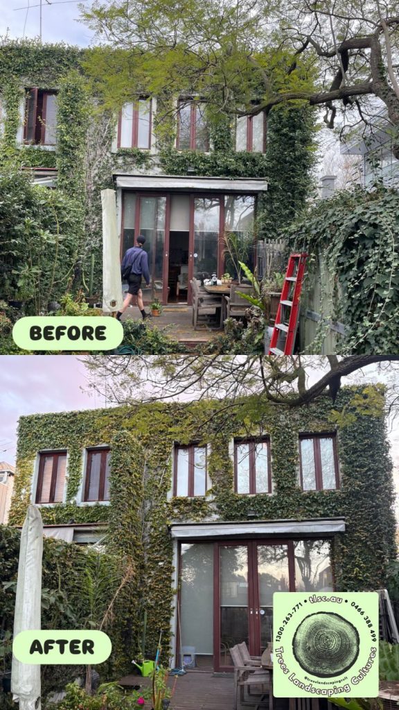 Before and after photos of an ivy-covered two-storey house, with the ivy cut back neatly from the windows and doors after the job